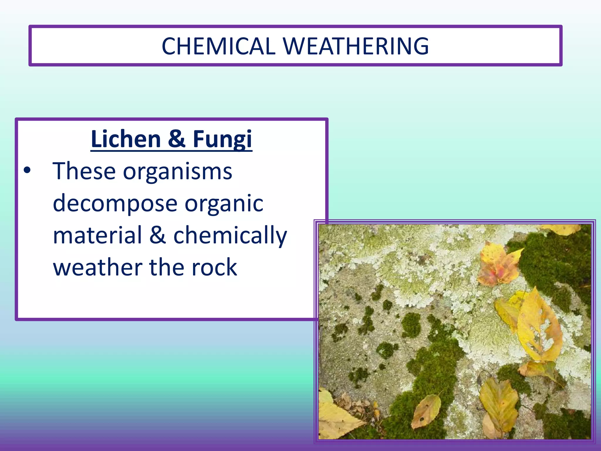 CHEMICAL WEATHERING
Lichen & Fungi
• These organisms
decompose organic
material & chemically
weather the rock
 