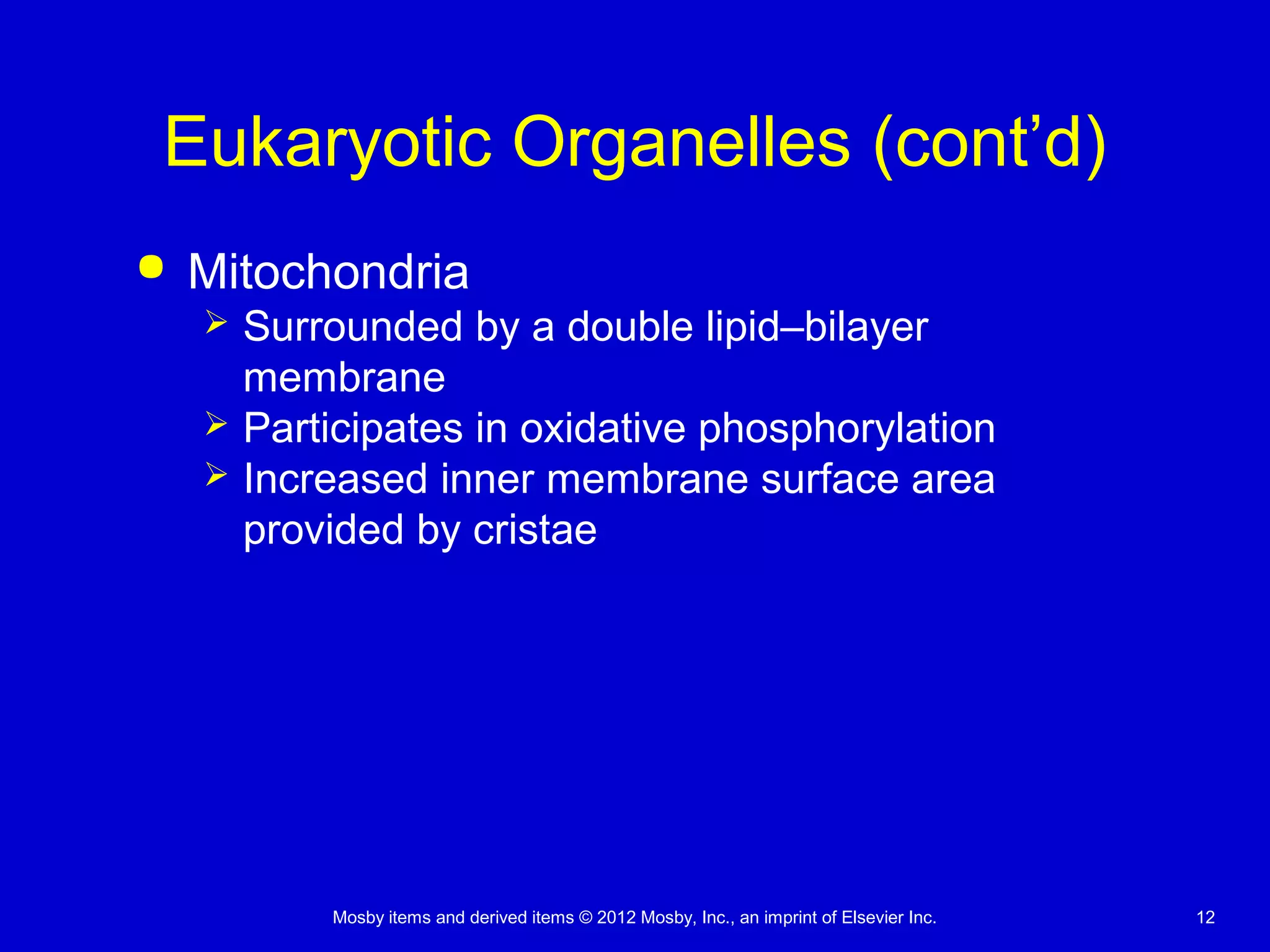 Mosby items and derived items © 2012 Mosby, Inc., an imprint of Elsevier Inc. 12
Eukaryotic Organelles (cont’d)
 Mitochondria
 Surrounded by a double lipid–bilayer
membrane
 Participates in oxidative phosphorylation
 Increased inner membrane surface area
provided by cristae
 