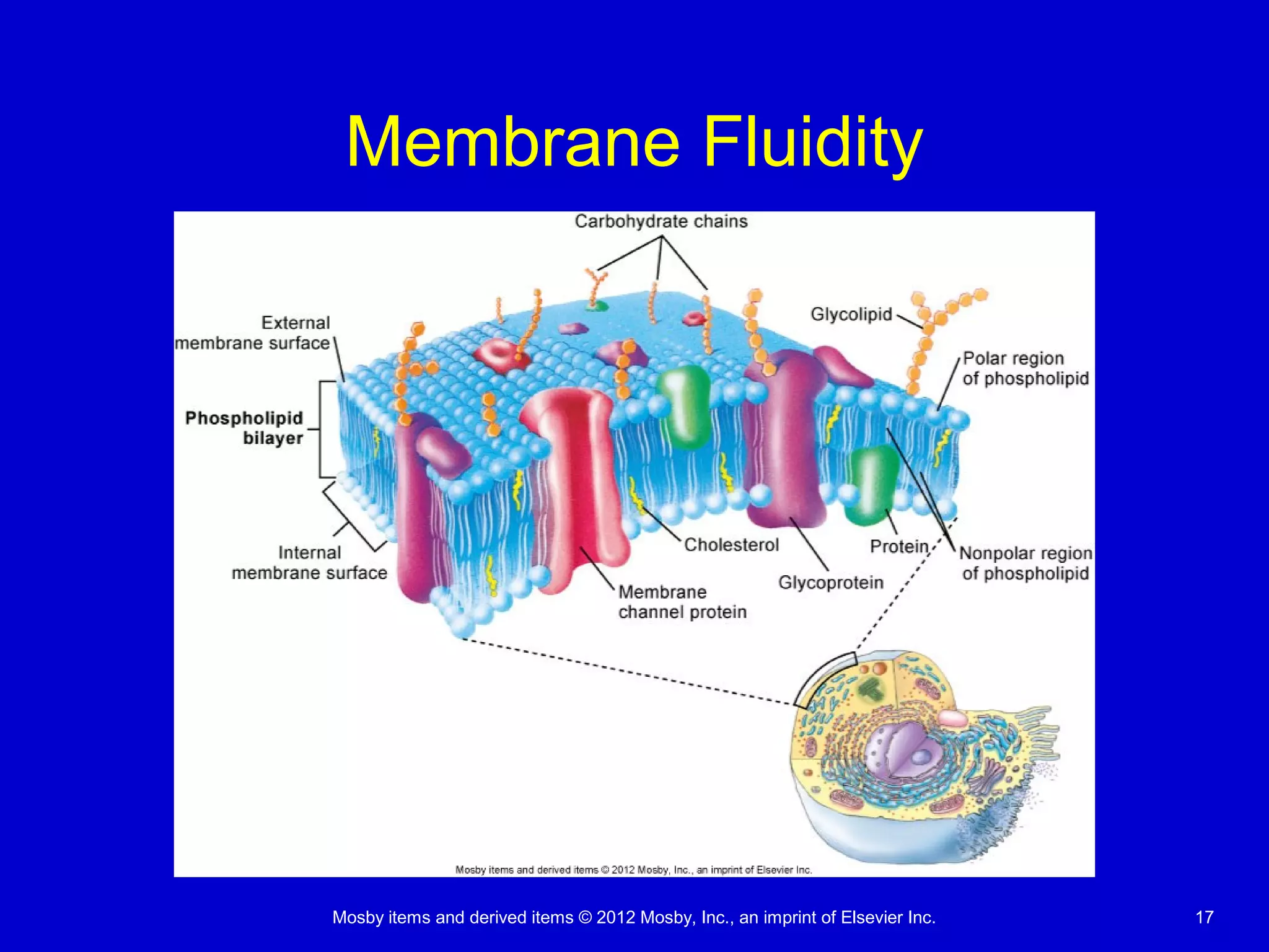Mosby items and derived items © 2012 Mosby, Inc., an imprint of Elsevier Inc. 17
Membrane Fluidity
 