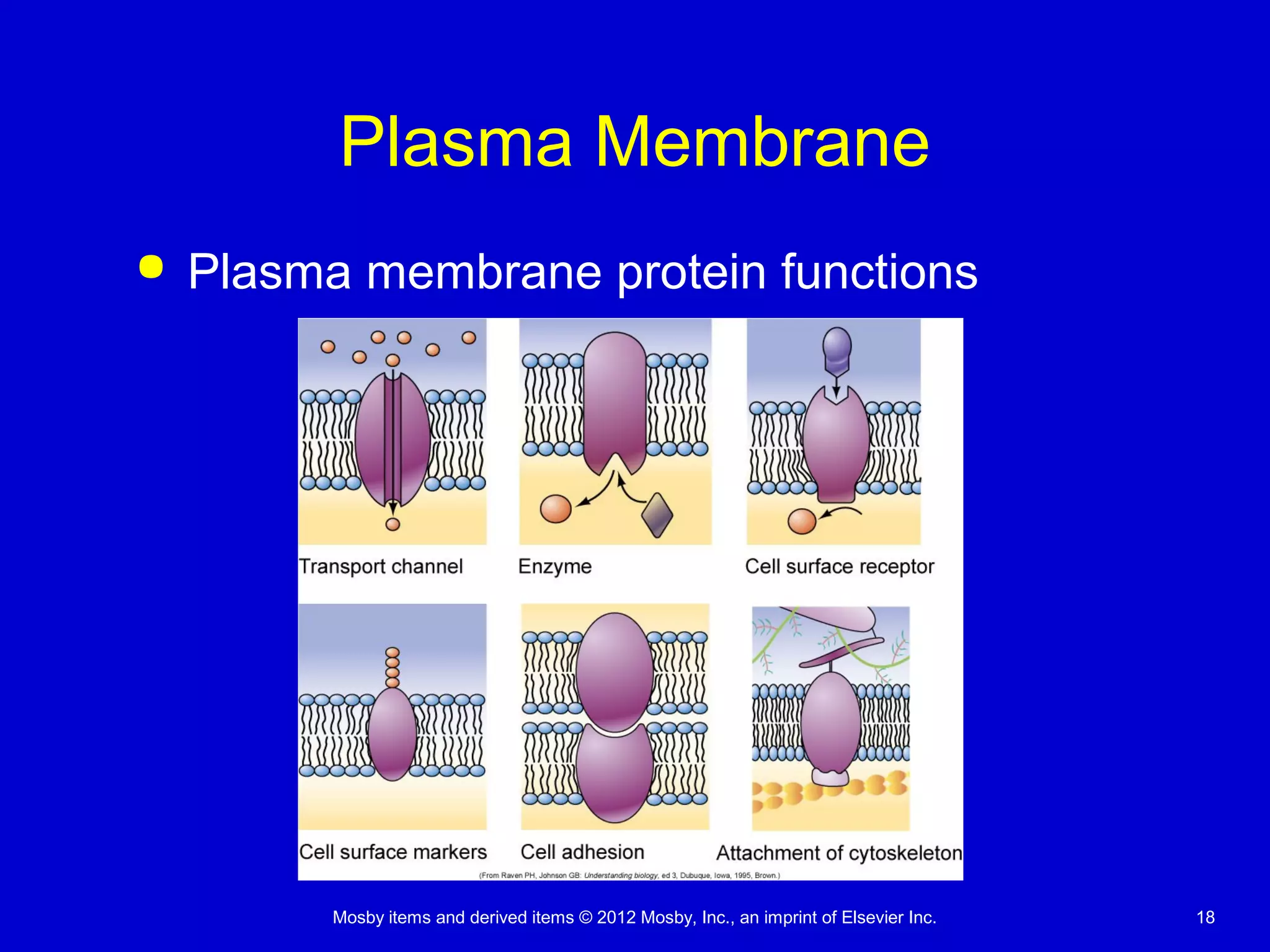 Mosby items and derived items © 2012 Mosby, Inc., an imprint of Elsevier Inc. 18
Plasma Membrane
 Plasma membrane protein functions
 