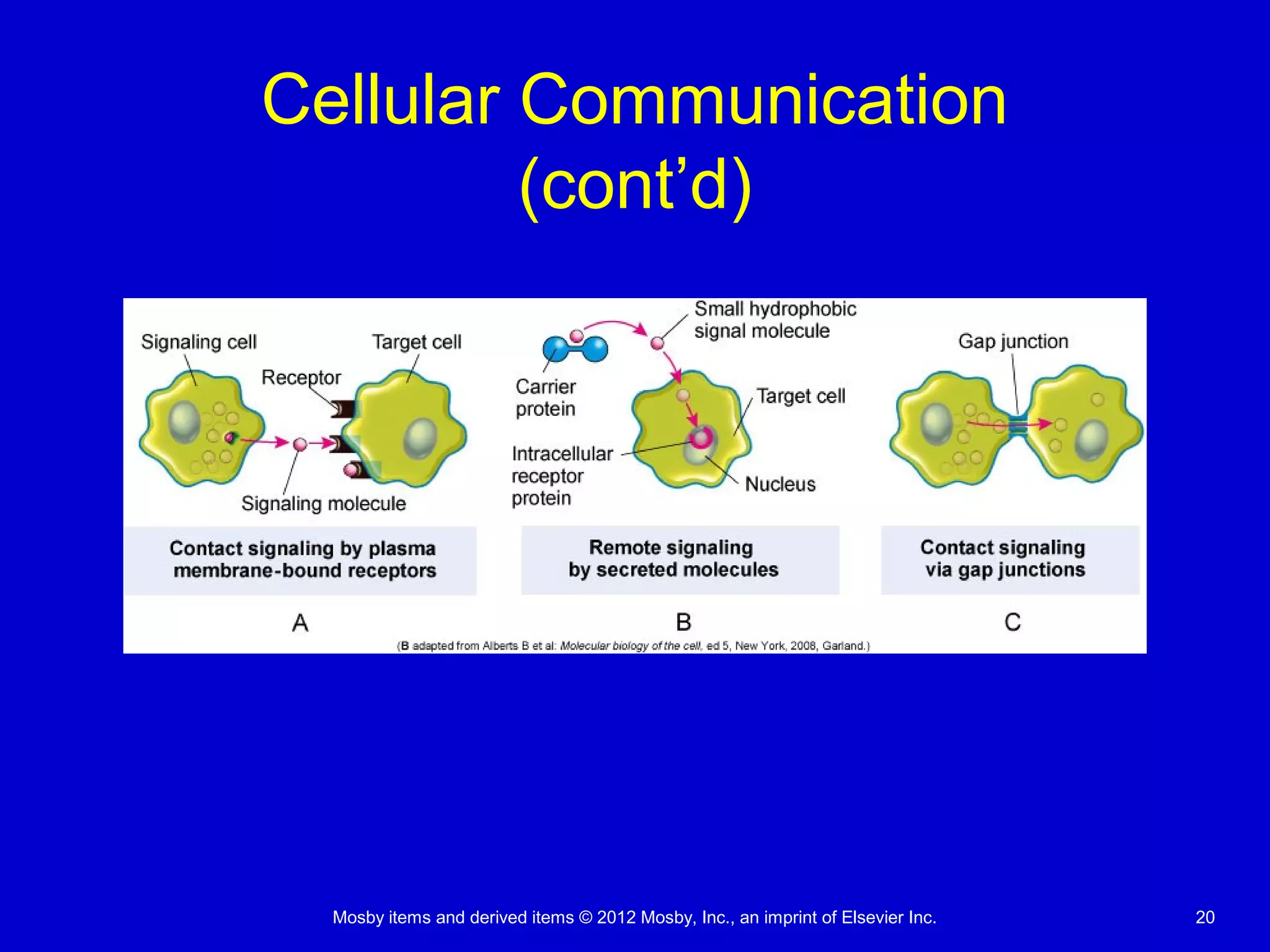 Mosby items and derived items © 2012 Mosby, Inc., an imprint of Elsevier Inc. 20
Cellular Communication
(cont’d)
 