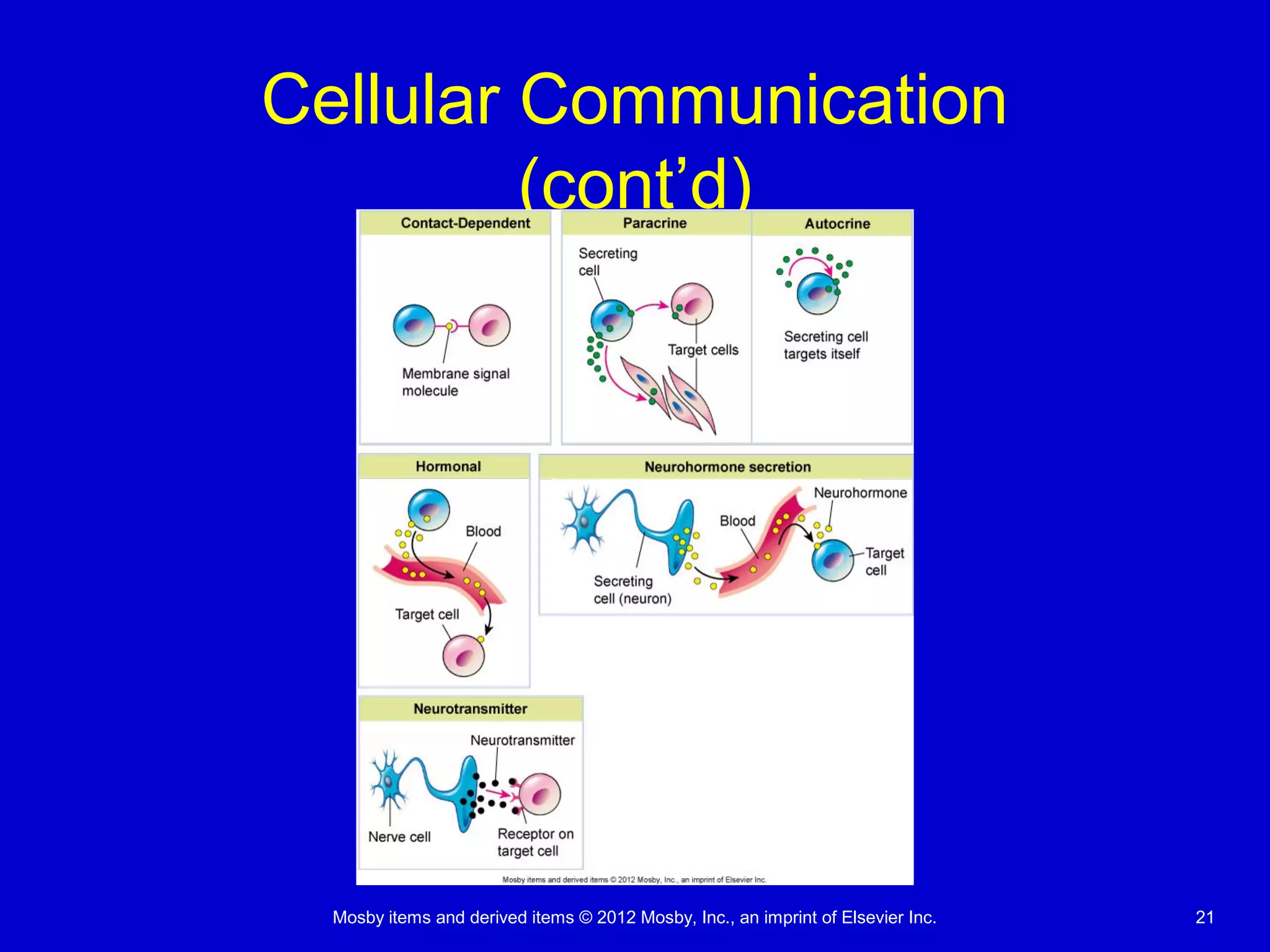 Mosby items and derived items © 2012 Mosby, Inc., an imprint of Elsevier Inc. 21
Cellular Communication
(cont’d)
 