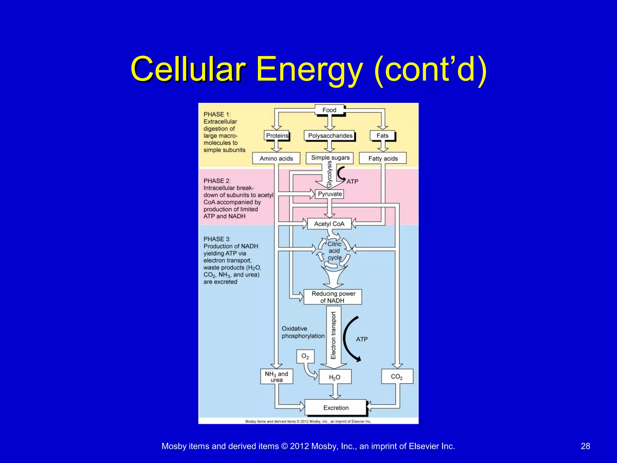 Mosby items and derived items © 2012 Mosby, Inc., an imprint of Elsevier Inc. 28
CellularCellular Energy (cont’d)
 