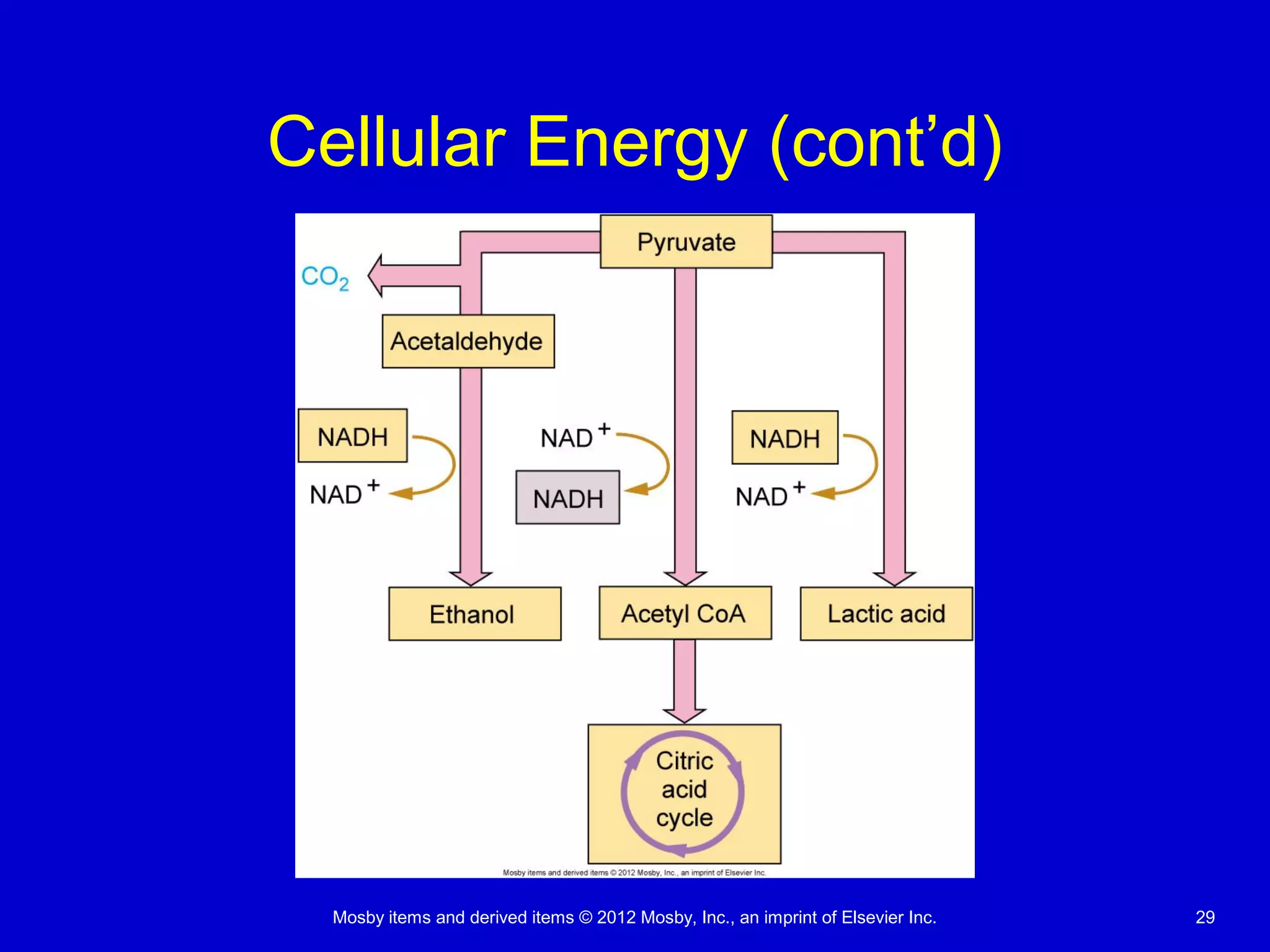 Mosby items and derived items © 2012 Mosby, Inc., an imprint of Elsevier Inc. 29
Cellular Energy (cont’d)
 
