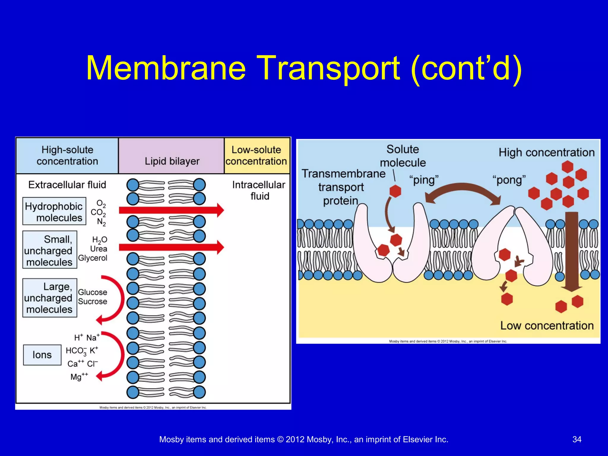 Mosby items and derived items © 2012 Mosby, Inc., an imprint of Elsevier Inc. 34
Membrane Transport (cont’d)
 