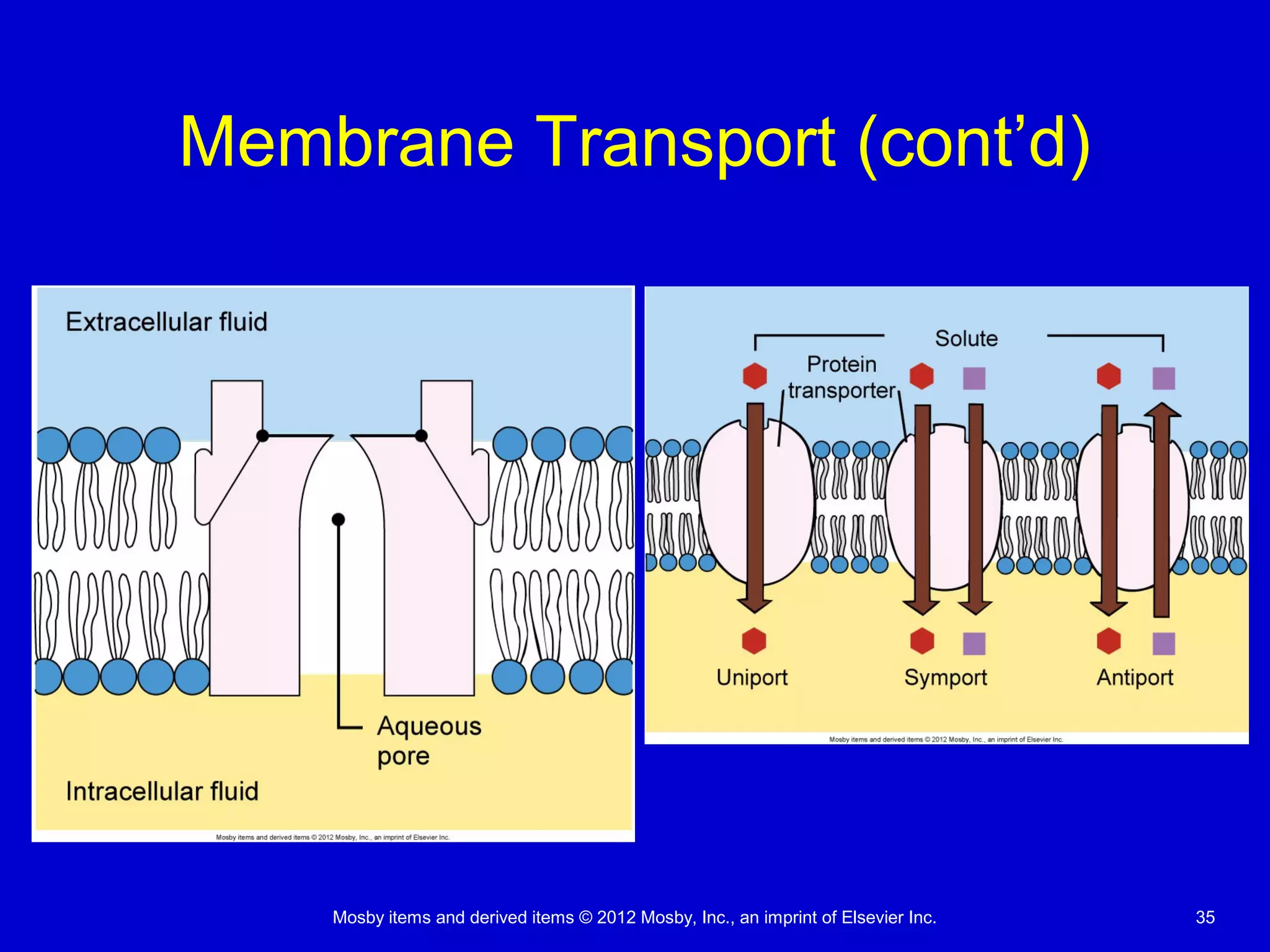 Mosby items and derived items © 2012 Mosby, Inc., an imprint of Elsevier Inc. 35
Membrane Transport (cont’d)
 