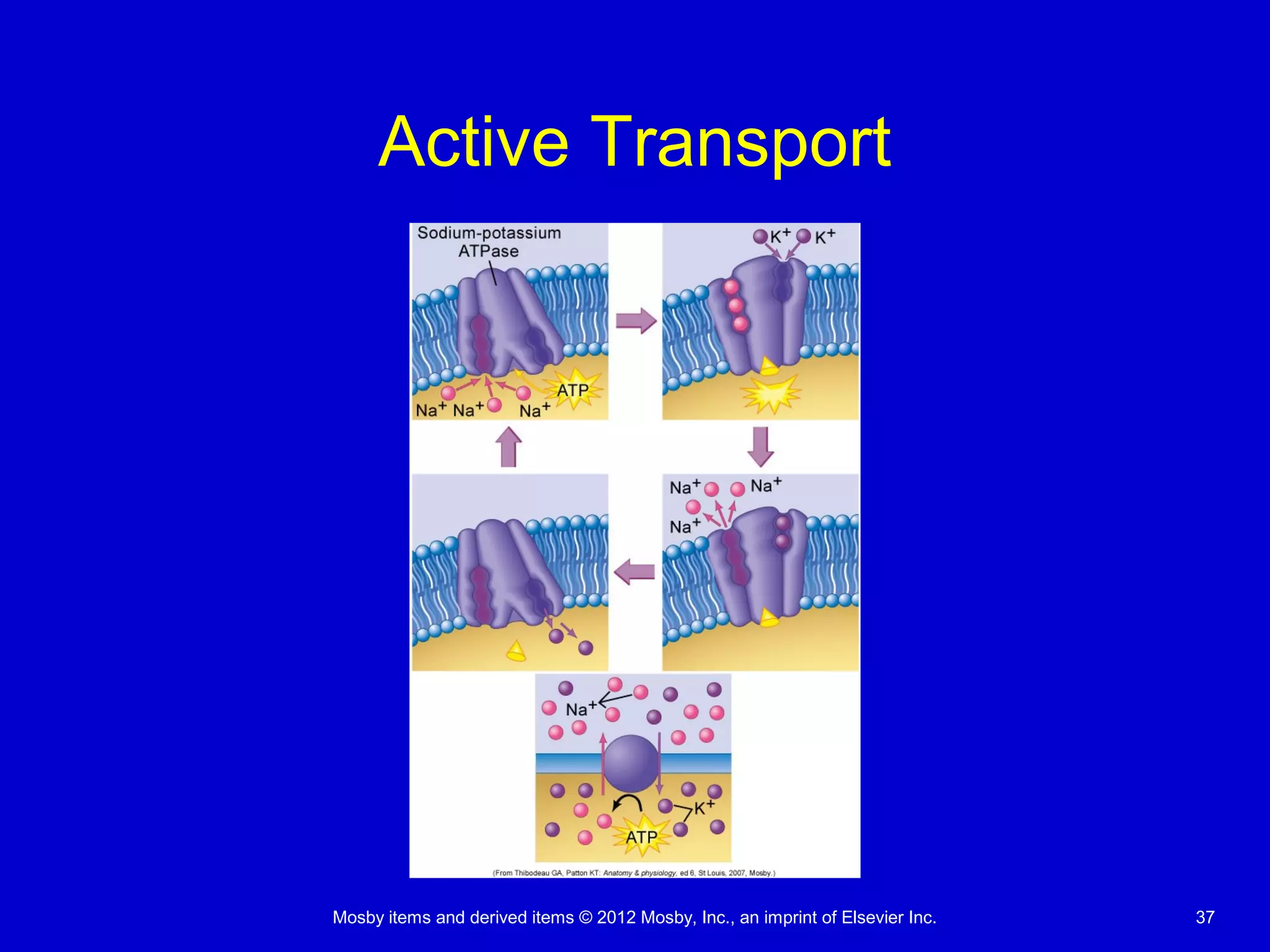 Mosby items and derived items © 2012 Mosby, Inc., an imprint of Elsevier Inc. 37
Active Transport
 