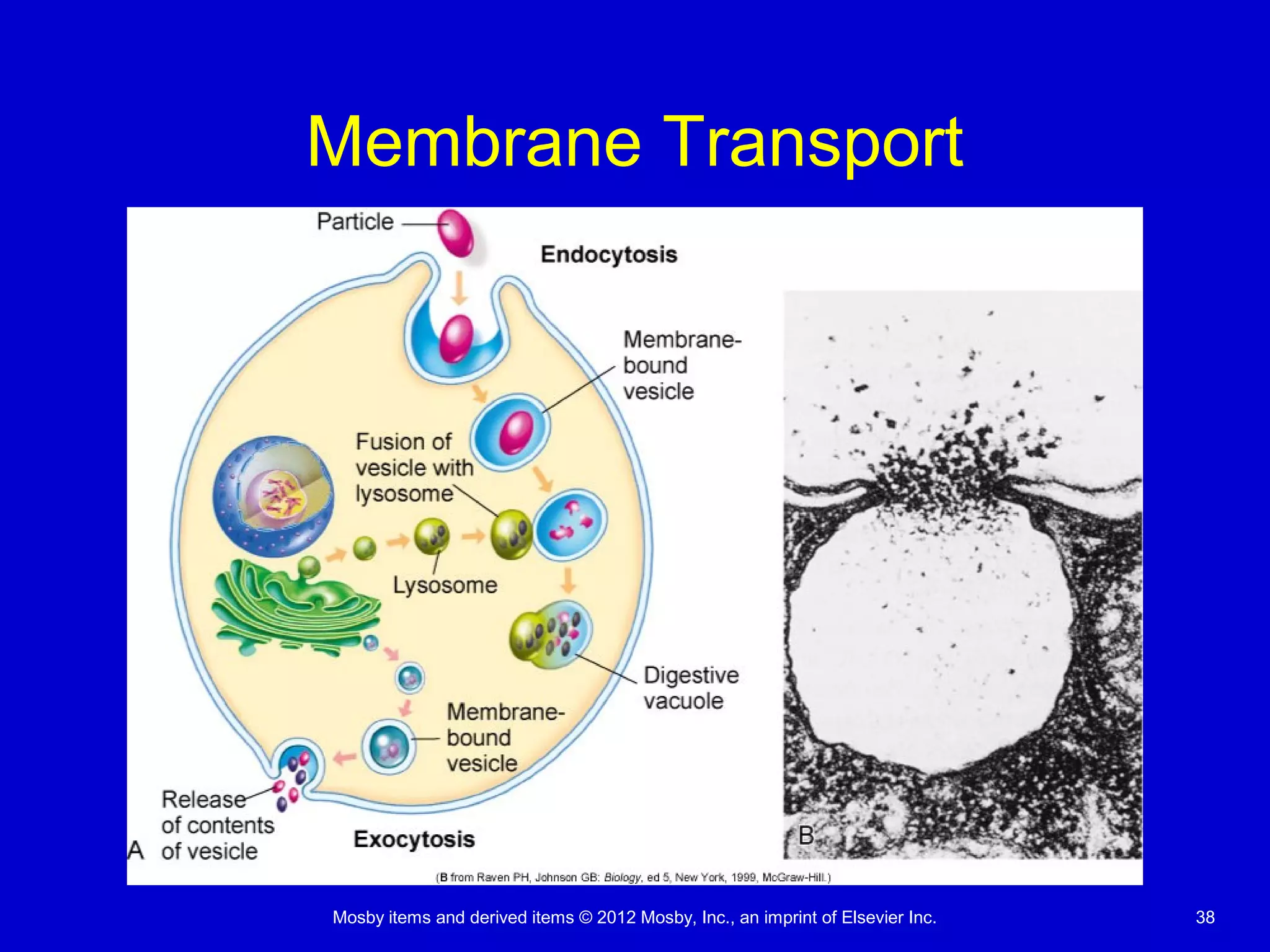 Mosby items and derived items © 2012 Mosby, Inc., an imprint of Elsevier Inc. 38
Membrane Transport
 