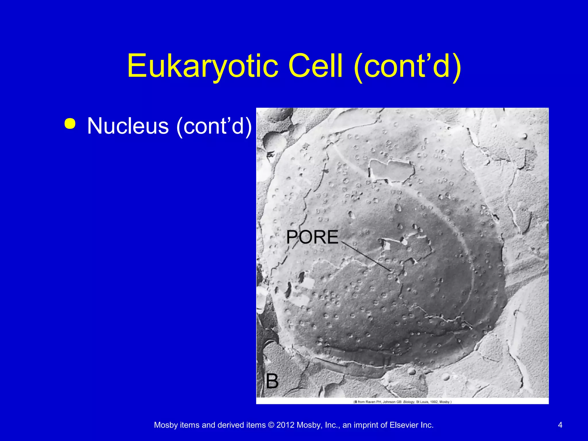Mosby items and derived items © 2012 Mosby, Inc., an imprint of Elsevier Inc. 4
Eukaryotic Cell (cont’d)
 Nucleus (cont’d)
 