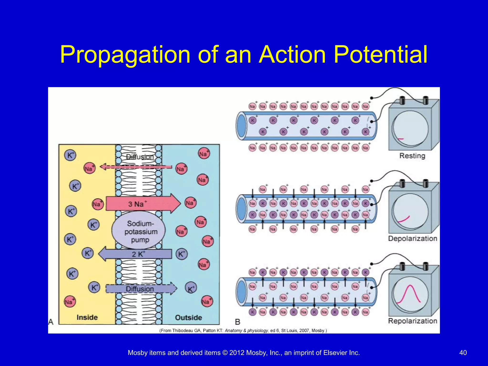 Mosby items and derived items © 2012 Mosby, Inc., an imprint of Elsevier Inc. 40
Propagation of an Action Potential
 