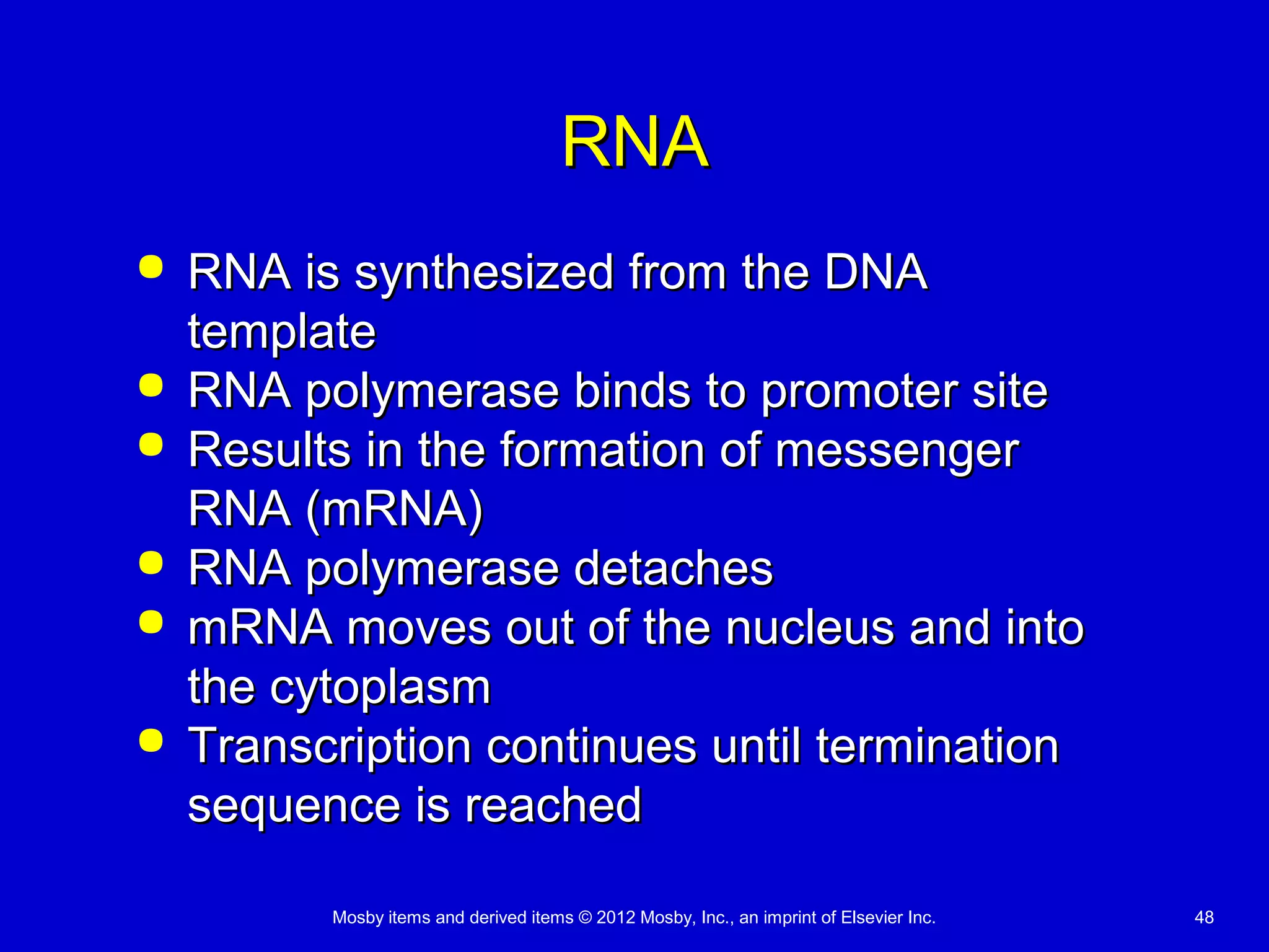 Mosby items and derived items © 2012 Mosby, Inc., an imprint of Elsevier Inc. 48
RNARNA
 RNA is synthesized from the DNARNA is synthesized from the DNA
templatetemplate
 RNA polymerase binds to promoter siteRNA polymerase binds to promoter site
 Results in the formation of messengerResults in the formation of messenger
RNA (mRNA)RNA (mRNA)
 RNA polymerase detachesRNA polymerase detaches
 mRNA moves out of the nucleus and intomRNA moves out of the nucleus and into
the cytoplasmthe cytoplasm
 Transcription continues until terminationTranscription continues until termination
sequence is reachedsequence is reached
 