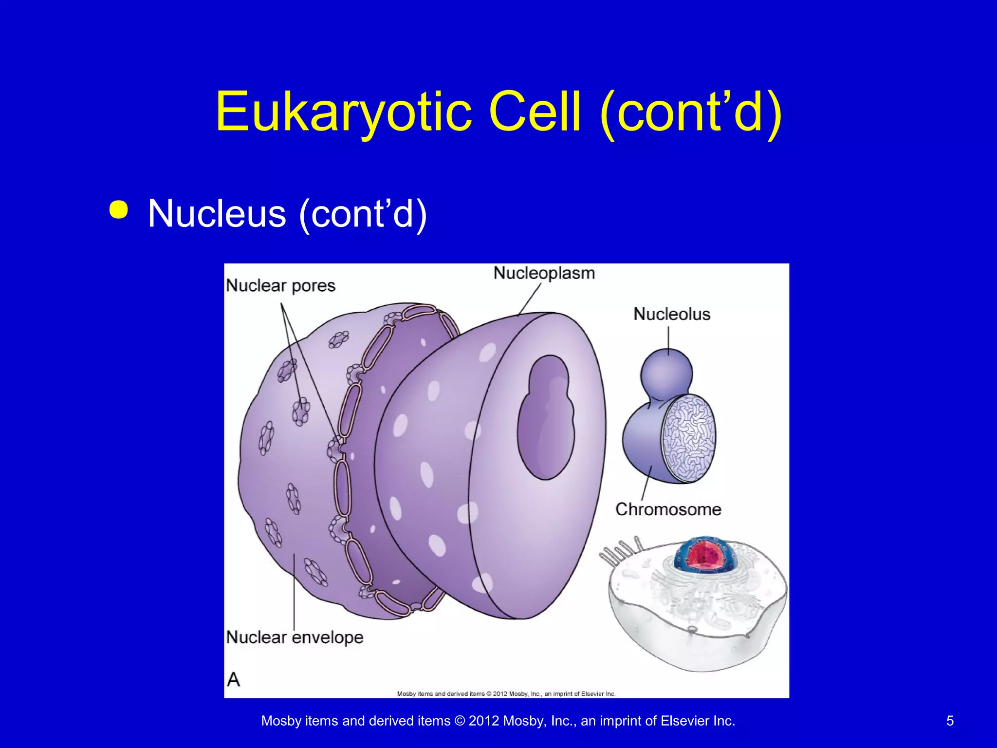 Mosby items and derived items © 2012 Mosby, Inc., an imprint of Elsevier Inc. 5
Eukaryotic Cell (cont’d)
 Nucleus (cont’d)
 
