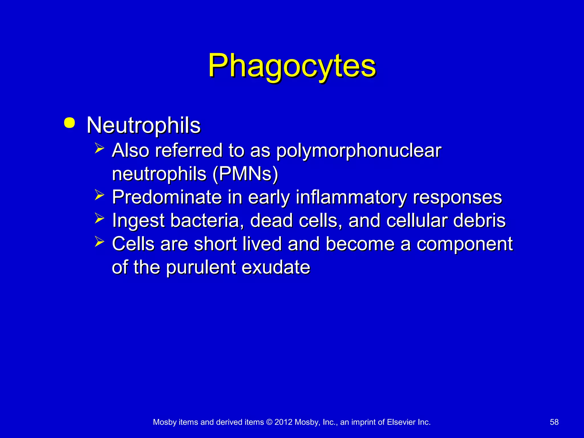 Mosby items and derived items © 2012 Mosby, Inc., an imprint of Elsevier Inc. 58
PhagocytesPhagocytes
 NeutrophilsNeutrophils
 Also referred to as polymorphonuclearAlso referred to as polymorphonuclear
neutrophils (PMNs)neutrophils (PMNs)
 Predominate in early inflammatory responsesPredominate in early inflammatory responses
 Ingest bacteria, dead cells, and cellular debrisIngest bacteria, dead cells, and cellular debris
 Cells are short lived and become a componentCells are short lived and become a component
of the purulent exudateof the purulent exudate
 