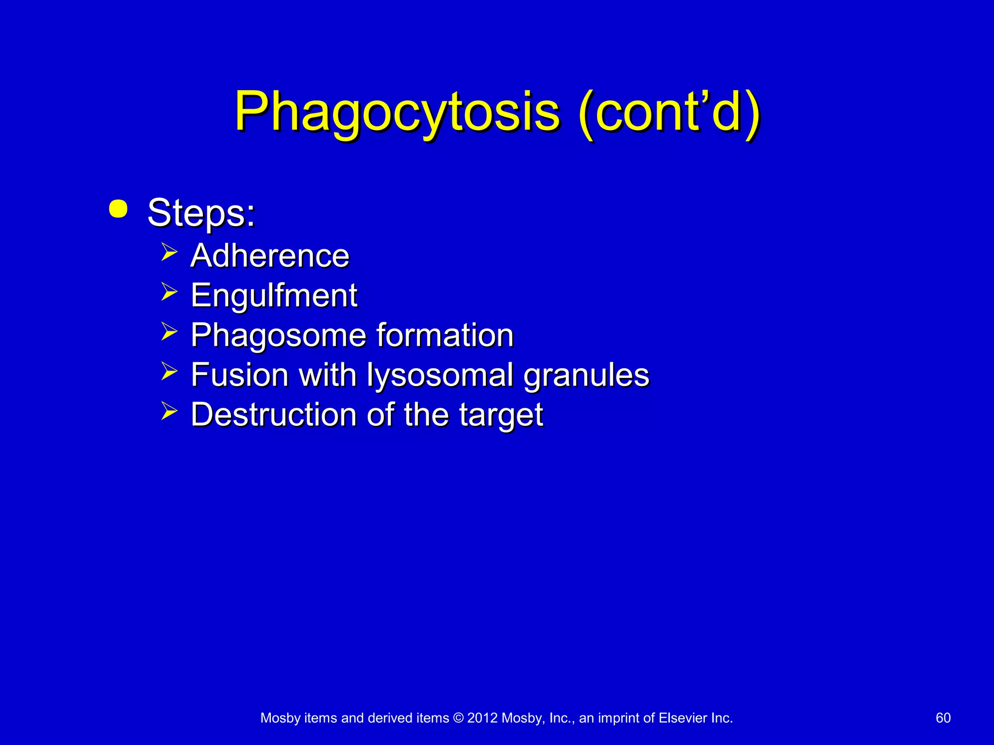 Mosby items and derived items © 2012 Mosby, Inc., an imprint of Elsevier Inc. 60
Phagocytosis (cont’d)Phagocytosis (cont’d)
 Steps:Steps:
 AdherenceAdherence
 EngulfmentEngulfment
 Phagosome formationPhagosome formation
 Fusion with lysosomal granulesFusion with lysosomal granules
 Destruction of the targetDestruction of the target
 