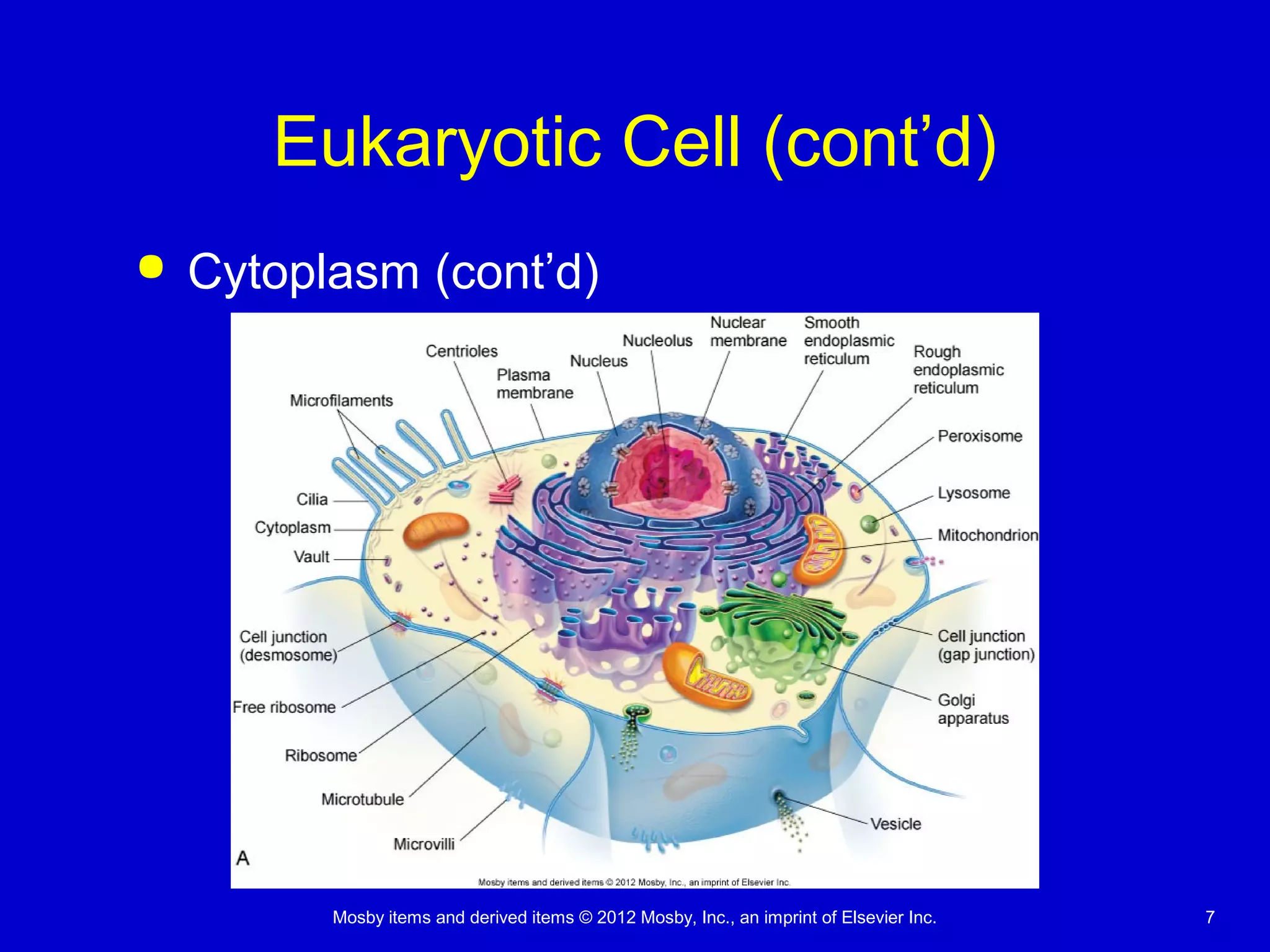 Mosby items and derived items © 2012 Mosby, Inc., an imprint of Elsevier Inc. 7
Eukaryotic Cell (cont’d)
 Cytoplasm (cont’d)
 
