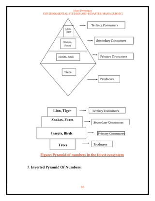 Ishan Dewangan
ENVIRONMENTAL STUDIES AND DISASTER MANAGEMENT
66
Figure: Pyramid of numbers in the forest ecosystem
3. Inverted Pyramid Of Numbers:
Trees
Insects, Birds
Snakes,
Foxes
Lion,
Tiger
Producers
Primary Consumers
Secondary Consumers
Tertiary Consumers
Lion, Tiger
Snakes, Foxes
Insects, Birds
Trees Producers
Primary Consumers
Secondary Consumers
Tertiary Consumers
 
