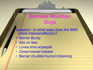 Bernese Mountain Dogs Question:  In what ways does the BMD show interest/affection? Berner Bump Sits on feet Loves time w/people Close=owner=please Berner chuckle=humor=clowning 