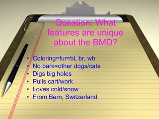 Question: What features are unique about the BMD? Coloring=fur=bl, br, wh No bark=other dogs/cats Digs big holes Pulls cart/work Loves cold/snow From Bern, Switzerland 