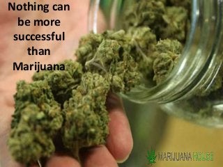 Nothing can
be more
successful
than
Marijuana
 
