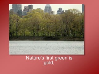 Nature's first green is
        gold,
 