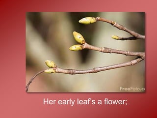 Her early leaf’s a flower;
 