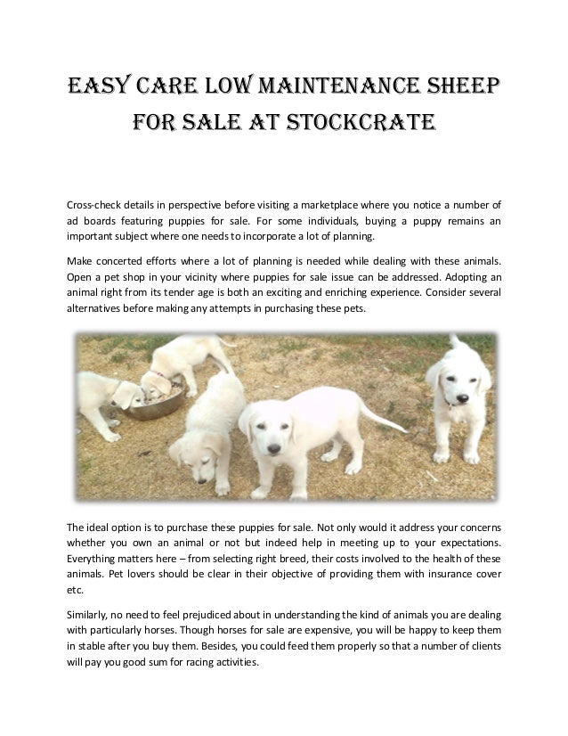 puppies for sale flyer