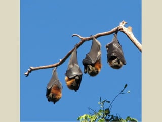 Vol. 1, N° 47 (2012)   18
 