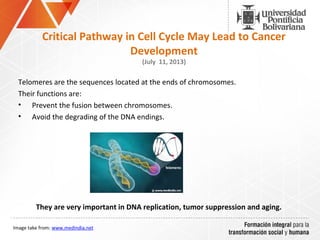 Telomeres are the sequences located at the ends of chromosomes.
Their functions are:
•  Prevent the fusion between chromosomes.
•  Avoid the degrading of the DNA endings.
They are very important in DNA replication, tumor suppression and aging.
Critical Pathway in Cell Cycle May Lead to Cancer
Development
(July 11, 2013)
 
Image take from: www.medindia.net
 
