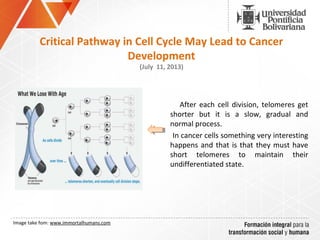               After  each  cell  division,  telomeres  get 
shorter  but  it  is  a  slow,  gradual  and 
normal process.
       In cancer cells something very interesting 
happens and that is that they must have 
short  telomeres  to  maintain  their 
undifferentiated state. 
Critical Pathway in Cell Cycle May Lead to Cancer
Development
(July 11, 2013)
 
Image take fom: www.immortalhumans.com
 