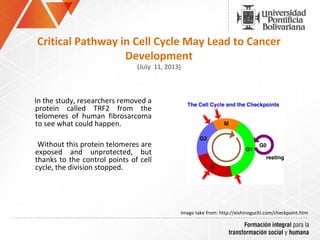 Critical Pathway in Cell Cycle May Lead to Cancer
Development
(July 11, 2013)
    
        In the study, researchers removed a 
protein  called  TRF2  from  the 
telomeres  of  human  fibrosarcoma 
to see what could happen.
       Without this protein telomeres are 
exposed  and  unprotected,  but 
thanks to the control points of cell 
cycle, the division stopped.
 
Image take from: http://eishinoguchi.com/checkpoint.htm 
 