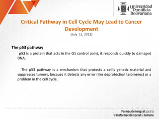 The p53 pathway
       p53 is a protein that acts in the G1 control point, it responds quickly to damaged 
DNA. 
            The  p53  pathway  is  a  mechanism  that  protects  a  cell's  genetic  material  and 
suppresses tumors, because it detects any error (like deprotection telomeres) or a 
problem in the cell cycle.
Critical Pathway in Cell Cycle May Lead to Cancer
Development
(July 11, 2013)
 
 