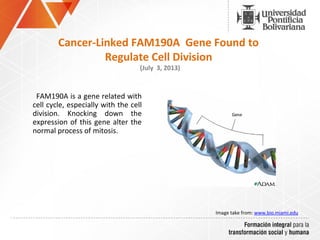 Cancer-Linked FAM190A Gene Found to
Regulate Cell Division
(July 3, 2013)
FAM190A is a gene related with
cell cycle, especially with the cell
division. Knocking down the
expression of this gene alter the
normal process of mitosis.
Image take from: www.bio.miami.edu
 