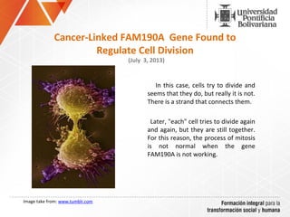 In this case, cells try to divide and
seems that they do, but really it is not.
There is a strand that connects them.
Later, "each" cell tries to divide again
and again, but they are still together.
For this reason, the process of mitosis
is not normal when the gene
FAM190A is not working.
Cancer-Linked FAM190A Gene Found to
Regulate Cell Division
(July 3, 2013)
Image take from: www.tumblr.com
 