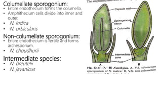 Columellate sporogonium:
• Entire endothecium forms the columella.
• Amphithecium cells divide into inner and
outer.
• N. indica
• N. orbicularis
Non-columellate sporogonium:
• Entire endothecium is fertile and forms
archesporium.
• N. choudhurii
Intermediate species:
• N. breutelii
• N. javanicus
 