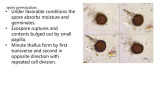 spore germination:
• Under favorable conditions the
spore absorbs moisture and
germinates.
• Exospore ruptures and
contents bulged out by small
papilla.
• Minute thallus form by first
transverse and second in
opposite direction with
repeated cell division.
 
