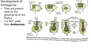 Development of
Archegonia:-
• They are present
close to the
growing tip of the
thallus.
• 3-5 NCC wider
than Anthoceros.
 