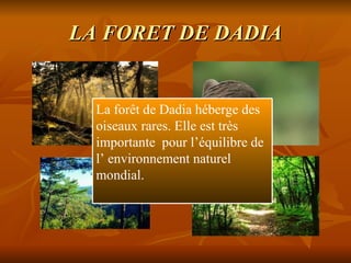 LA FORET DE DADIA La forêt de Dadia héberge des oiseaux rares. Elle est très importante  pour l’équilibre de l’ environnement naturel mondial. 