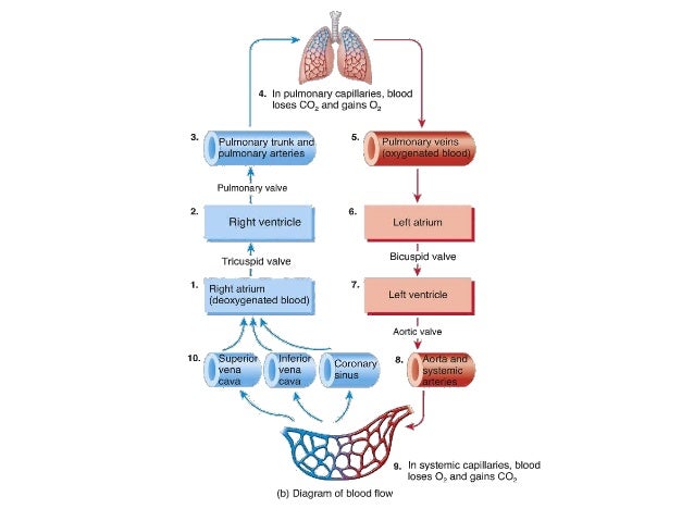 Dr. Sabir Hussain---CVS Notes