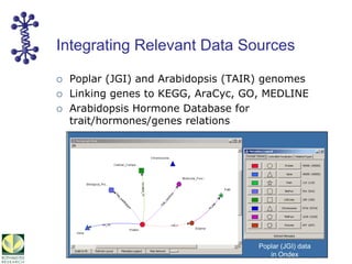 Integrating Relevant Data Sources
Poplar (JGI) and Arabidopsis (TAIR) genomes
Linking genes to KEGG, AraCyc, GO, MEDLINE
A...