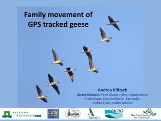 Family movement of
GPS tracked geese
Andrea Kölzsch
Gerard Müskens, Peter Glazov, Helmut Kruckenberg,
Pratik Gupte, Kees Koffijberg, Bart Nolet,
Andrea Flack, Martin Wikeslki
 