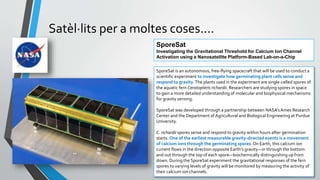 Satèl·lits per a moltes coses....
SporeSat is an autonomous, free-flying spacecraft that will be used to conduct a
scientific experiment to investigate how germinating plant cells sense and
respond to gravity.The plants used in the experiment are single-celled spores of
the aquatic fern Ceratopteris richardii. Researchers are studying spores in space
to gain a more detailed understanding of molecular and biophysical mechanisms
for gravity sensing.
SporeSat was developed through a partnership between NASA’sAmes Research
Center and the Department of Agricultural and Biological Engineering at Purdue
University.
C. richardii spores sense and respond to gravity within hours after germination
starts. One of the earliest measurable gravity-directed events is a movement
of calcium ions through the germinating spores.On Earth, this calcium ion
current flows in the direction opposite Earth’s gravity—in through the bottom
and out through the top of each spore—biochemically distinguishing up from
down. During the SporeSat experiment the gravitational responses of the fern
spores to varying levels of gravity will be monitored by measuring the activity of
their calcium ion channels.
SporeSat
Investigating the Gravitational Threshold for Calcium Ion Channel
Activation using a Nanosatellite Platform-Based Lab-on-a-Chip
 