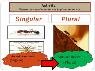 Singular Insects Noun and noun followed by are plural and singular | PPT