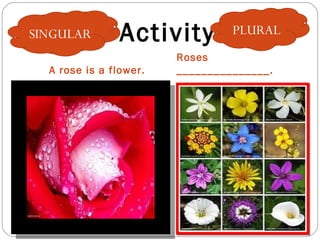 Noun and noun followed by are plural and singular | PPT