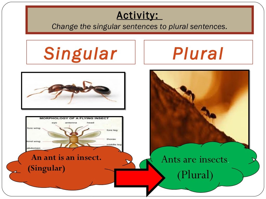 Noun and noun followed by are plural and singular