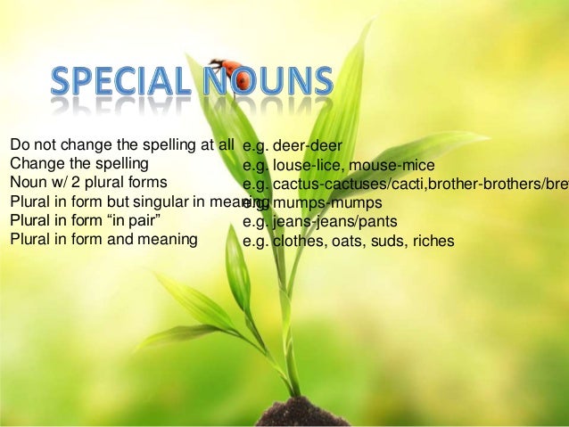 How To Spell The Plural Form Of Cactus - Kalimat Blog