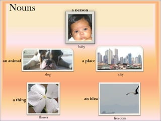 Nouns a   person an   animal a place a thing an idea flower freedom baby dog city 