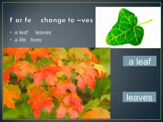 • a leaf leaves
• a life lives
a leaf
leaves