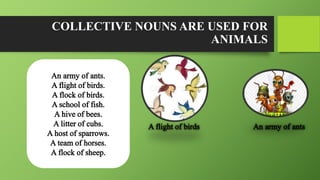 COLLECTIVE NOUNS ARE USED FOR
ANIMALS
 