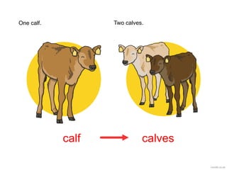 calf calves
One calf. Two calves.
 