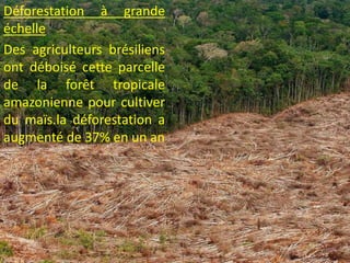 Déforestation à grande
échelle
Des agriculteurs brésiliens
ont déboisé cette parcelle
de la forêt tropicale
amazonienne pour cultiver
du maïs.la déforestation a
augmenté de 37% en un an
10
 